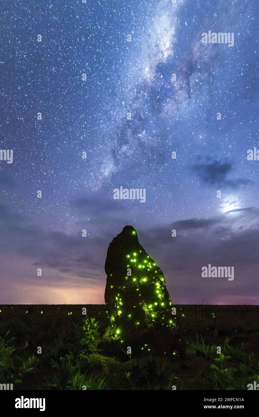Via Lattea e termite tumulo bioluminescenza nel Parco Nazionale EMAS al crepuscolo - Foto Stock