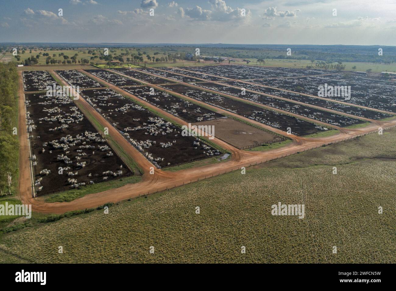 Vista limitata del drone per l'allevamento di bovini da manzo Foto Stock