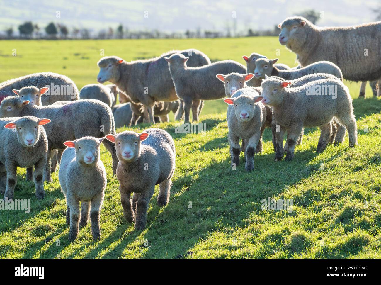 Preston, Lancashire, Regno Unito. 30 gennaio 2024. Polling Dorset pecore e agnelli godersi il sole dopo un periodo di tempo umido vicino Preston, Lancashire. Crediti: John Eveson/Alamy Live News Foto Stock