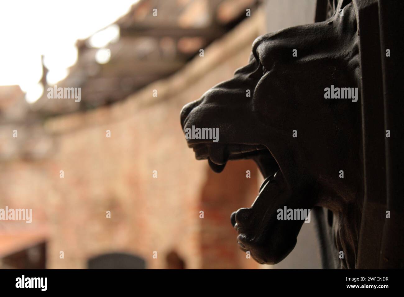 Stallion Seme Testa di leone lasciata bianca immagini e fotografie stock ad alta ...