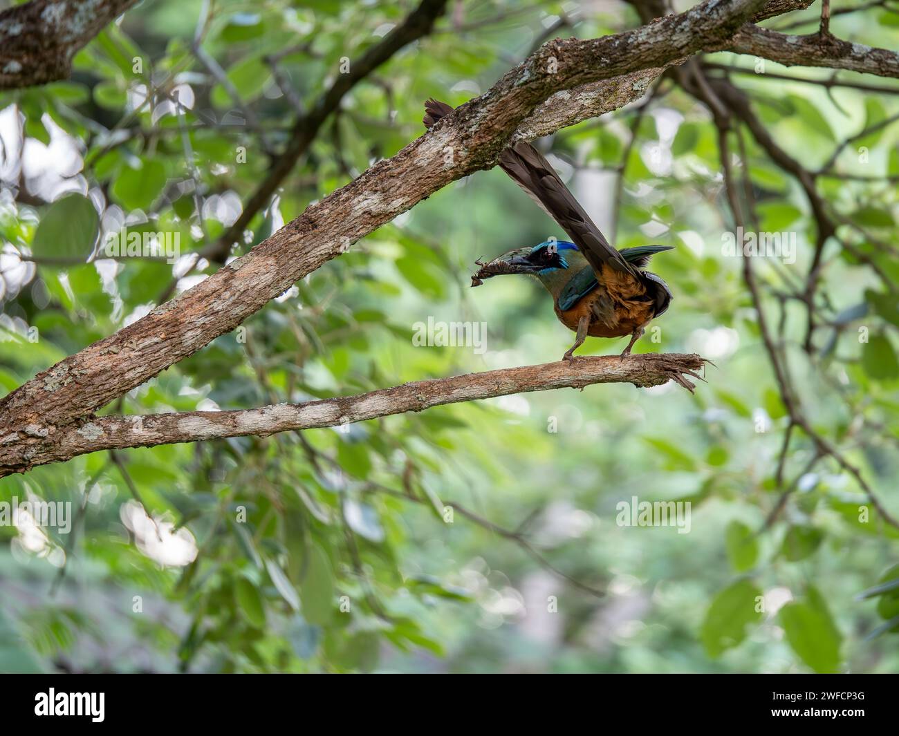 Motmot dalla corona blu in Brasile con un insetto nel becco Foto Stock