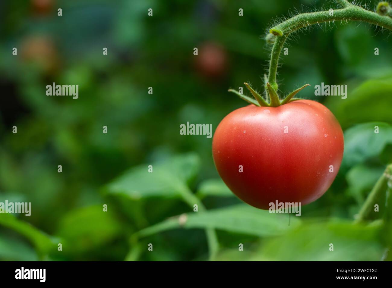 Piante di pomodoro con pomodori rossi maturi che crescono all'aperto, all'aperto, in un giardino. Foto Stock