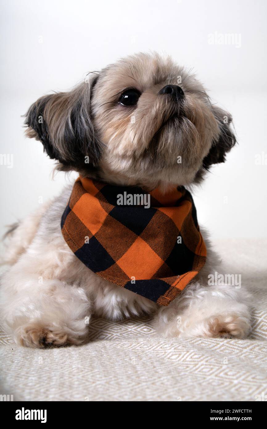 fotografia, shih tzu, cane, animale domestico, riposo, animale, relax, adorabile, mammifero, divano, razza, immagine a colori, domestico, temi animali domestici, animali domestici, Foto Stock