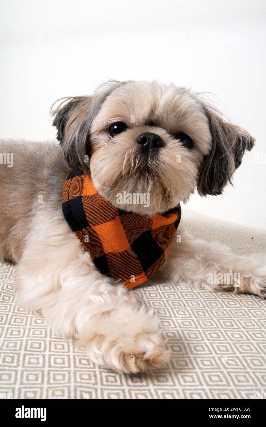 fotografia, shih tzu, cane, rilassarsi, guardare, interno, animali domestici, divano, carino, animale, piccolo, adorabile, mammifero, divano, razza, relax, tema domestico e animale Foto Stock