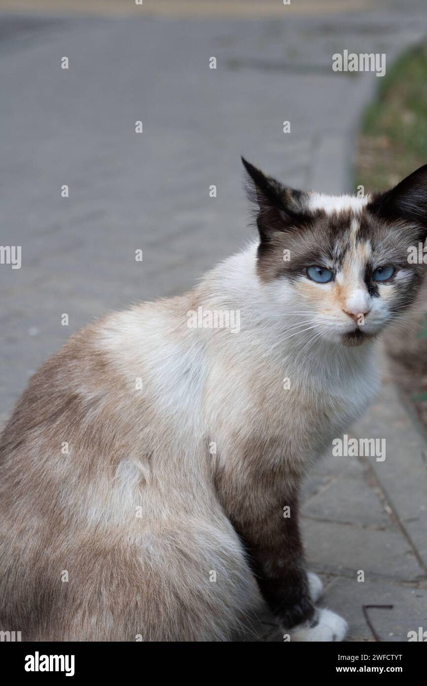 fotografia, animali domestici, gatti, esterni, carino, ritratto, pelliccia, gatto domestico, occhio, verticale, guardando, senza persone, un solo animale, camminando, tranquillità, predatore Foto Stock