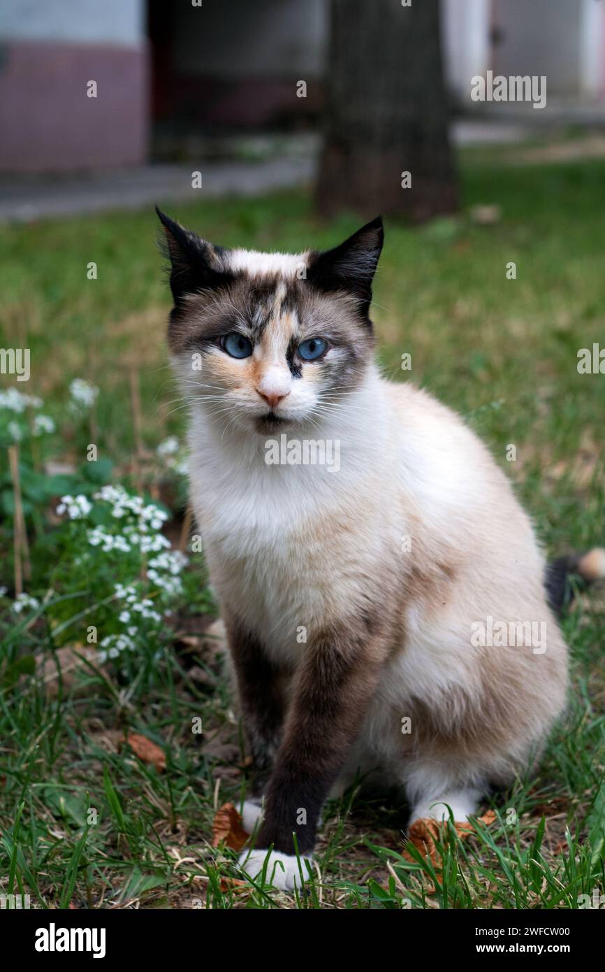 animale domestico, animale, gatto, sguardo, predatore, verticale, occhio, fotografia, esterni, ritratto, domestico, erba, senza persone, animali domestici, seduto, tranquillità Foto Stock