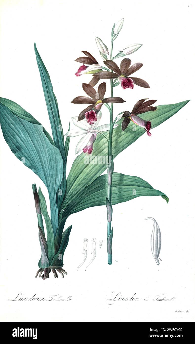 Phaius tankervilleae, qui come Limodorum tankerwillae comunemente noto come la più grande orchidea palude, giglio palude, orchidea palude, orchidea cappa di suora, orchidea di suora, orchidea velata, l'orchidea palude di Lady Tankerville è una specie di orchidea originaria delle aree dall'Asia alle isole dell'Oceano Pacifico. Prodotto sotto il patrocinio di Josephine Bonaparte, imperatrice di Francia, Les Liliacées di Pierre-Joseph Redouté conteneva 503 tavole che descrivevano le varie specie vegetali della famiglia dei gigli e le relative. Prodotte tra il 1802 e il 1816, le tavole sono tratte dalla vasta collezione di piante dell'imperatrice Giuseppina nella sua ga Foto Stock