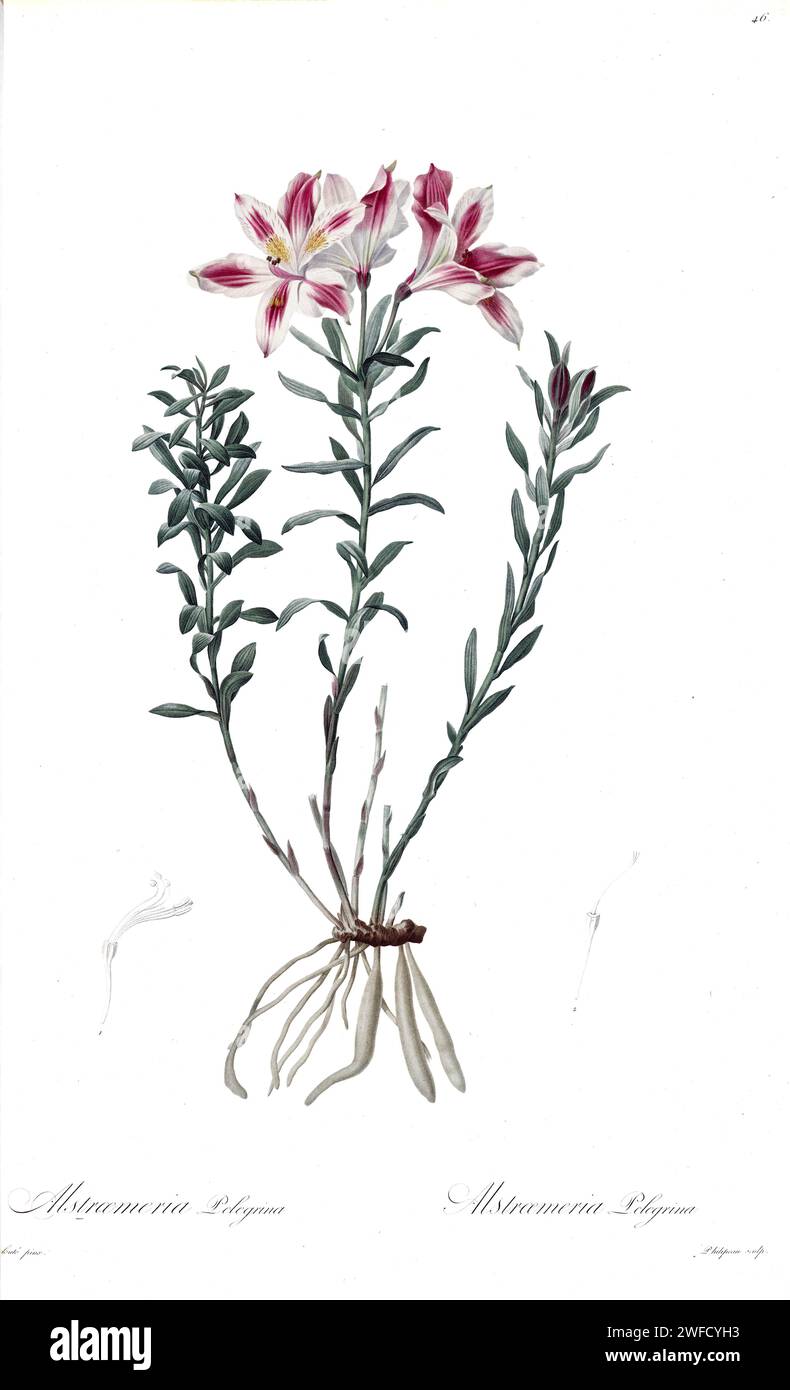 L'Alstroemeria pelegrina, il giglio peruviano, è una specie di pianta da fiore del grande genere Alstroemeria della famiglia Alstroemeriaceae, parte dell'ordine monocot Liliales. È la specie tipo di quel genere, prodotta sotto il patrocinio di Josephine Bonaparte, imperatrice di Francia, Les Liliacées di Pierre-Joseph Redouté conteneva 503 tavole che descrivevano le varie specie vegetali della famiglia dei gigli e le relative. Prodotte dal 1802 al 1816, le tavole sono tratte dalla vasta collezione di piante dell'imperatrice Giuseppina nei suoi giardini a Malmaison, dove Redouté lavorò come artista botanica. Questo fol Foto Stock