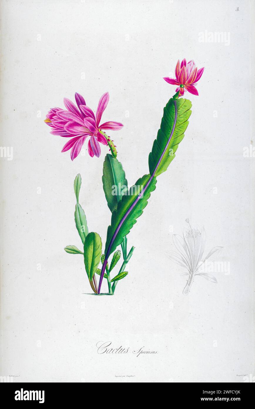 Disocactus speciosus, qui come CACTUS SPECIOSUS. Il cactus del sole è una specie di pianta in fiore della famiglia delle Cactaceae. È originario del Messico, dell'Honduras e del Guatemala ed è stato introdotto nelle Isole Canarie Descrizione delle piante rare coltivate a Malmaison e Navarra da Aime Bonpland (1773-1858), botanica francese dipinta a mano da Pierre-Joseph Redouté nel 1813 Foto Stock