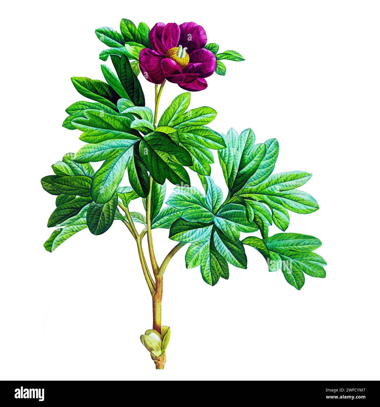 La Paeonia daurica è una pianta erbacea perenne appartenente alla famiglia delle peonie. Ha radici sottili a forma di carota, foglie composte principalmente da nove volantini, con un fiore per fusto. Il fiore è sotteso da nessuno a due bratti a foglia, e ha due o tre sepali, da cinque a otto petali, da Description of rare plants grown in Malmaison and Navarre by Aime Bonpland (1773-1858), botanico francese dipinto a mano da Pierre-Joseph Redouté nel 1813 Foto Stock