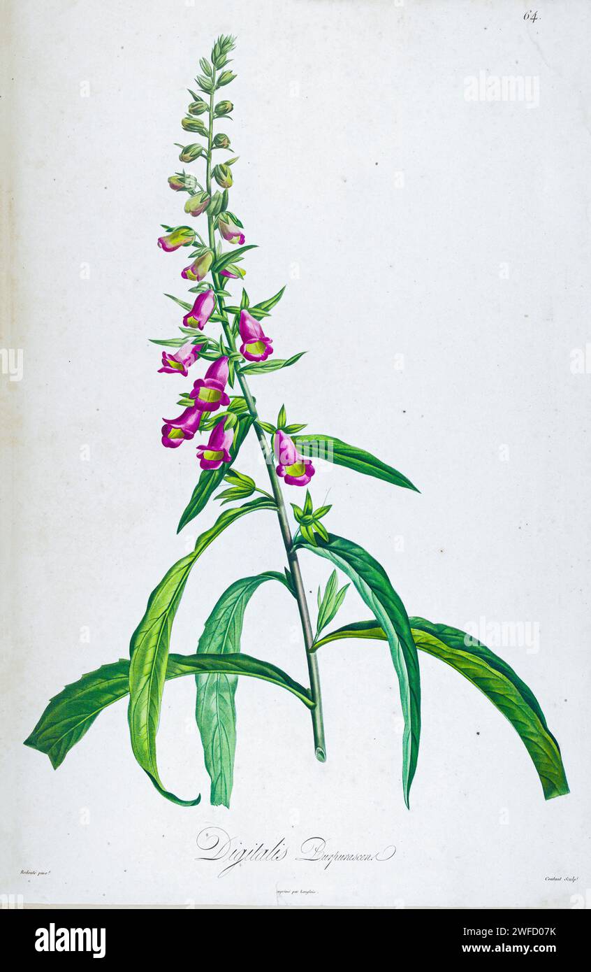 Digitalis purpurascens syn digitalis purpurea, il foxglove o foxglove comune, è una specie tossica di pianta da fiore della famiglia Plantaginaceae, originaria e diffusa in gran parte dell'Europa temperata. Da Description of rare plants grown in Malmaison and Navarre by Aime Bonpland (1773-1858), botanico francese dipinto a mano da Pierre-Joseph Redouté nel 1813 Foto Stock