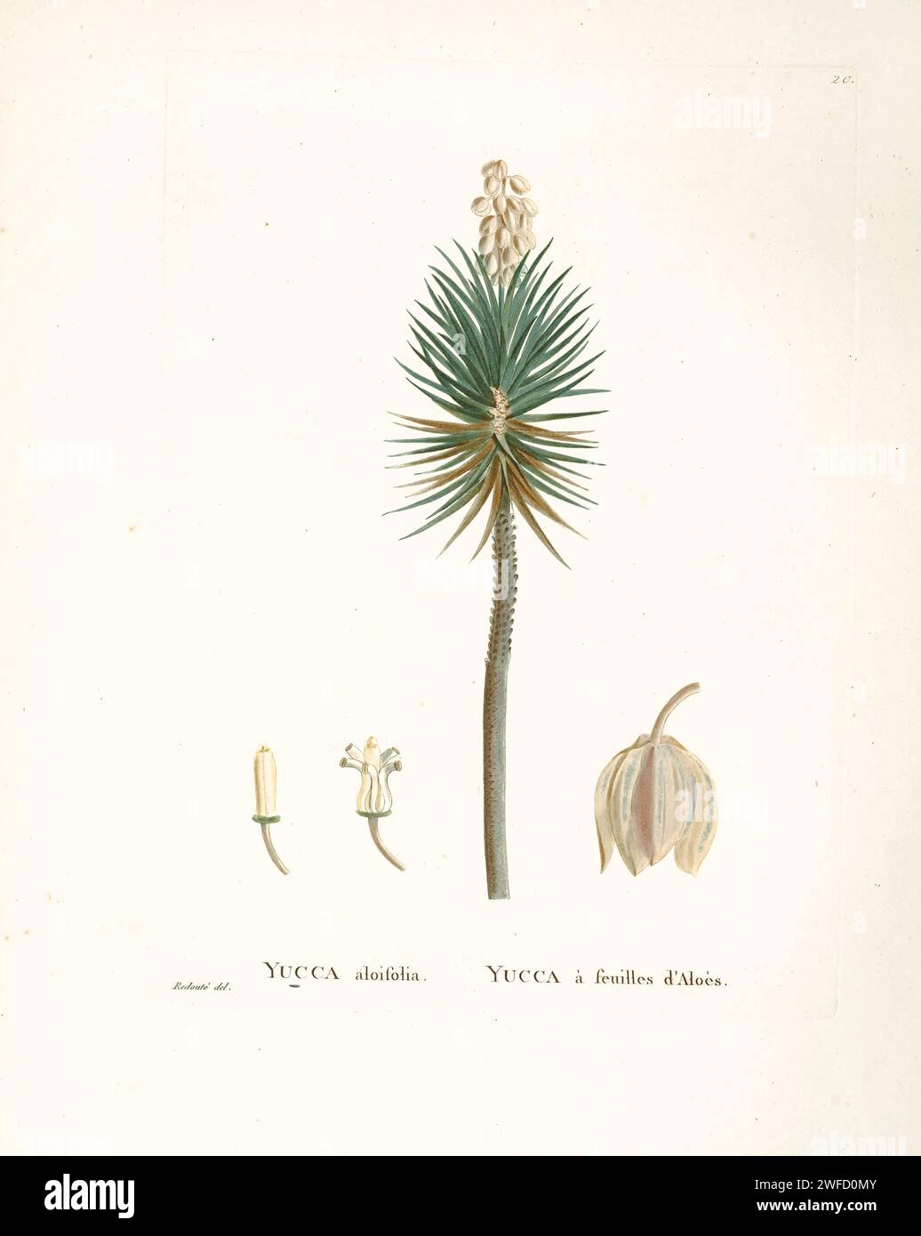Yucca aloifolia L da History of Succulent Plants (Plantarum historia succulentarum / Histoire des plantes Grasses) dipinto da Pierre-Joseph Redouté e descritto da Augustin Pyramus de Candolle Yucca aloifolia è la specie tipo del genere Yucca. I nomi comuni includono aloe yucca, pugnale e baionetta spagnola. Cresce su terreni sabbiosi, soprattutto sulle dune di sabbia lungo la costa. Foto Stock