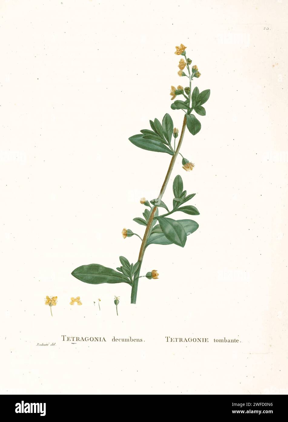 Tetragonia decumbens Mill. Ovalifolia Sond. Dalla storia delle piante succulente [Plantarum historia succulentarum / Histoire des plantes Grasses] dipinta da Pierre-Joseph Redouté e descritta da Augustin Pyramus de Candolle Foto Stock