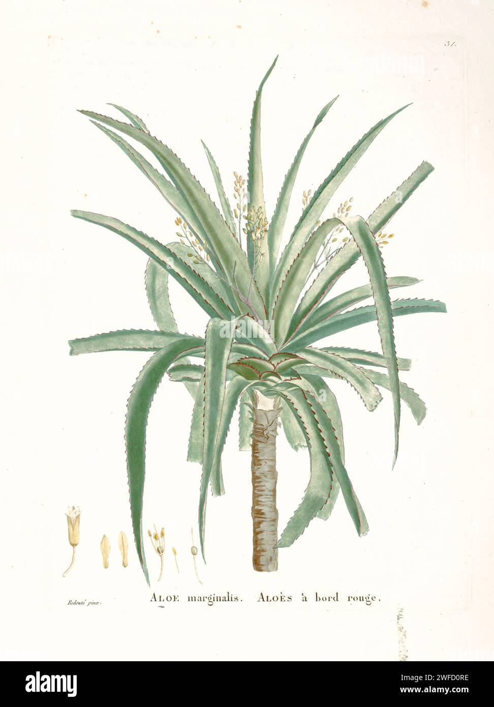 Lomatophyllum purpureum Here as Aloe marginalis from History of succulent Plants (Plantarum historia succulentarum / Histoire des plantes Grasses) dipinto da Pierre-Joseph Redouté e descritto da Augustin Pyramus de Candolle Aloe purpurea (precedentemente Lomatophyllum purpureum/borbonicum/aloiflorum). Localmente conosciuta come "Mazambron" o "Socotrine du Pays") è una specie di aloe endemica dell'isola di Mauritius, nell'Oceano Indiano, dove in passato si trovava su pendii rocciosi secchi e affioramenti, sugli altopiani e sulle foreste dell'ovest. Fa parte di un gruppo di aloe che producono bacche carnose, Foto Stock