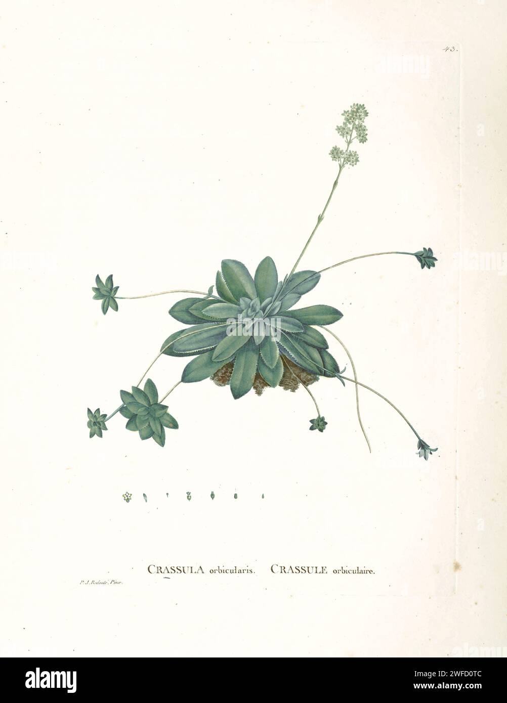 Crassula orbicularis from History of Suculent Plants [Plantarum historia succulentarum / Histoire des plantes Grasses] dipinto da Pierre-Joseph Redouté e descritto da Augustin Pyramus de Candolle Foto Stock