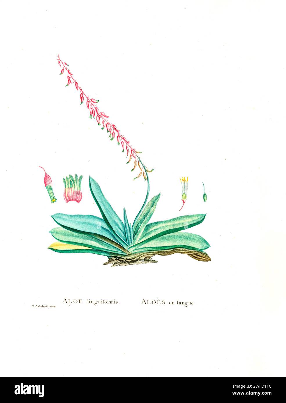 (S.D.) Haw. Qui come Aloe linguiformis dalla storia delle piante succulente [Plantarum historia succulentarum / Histoire des plantes Grasses] dipinta da Pierre-Joseph Redouté e descritta da Augustin Pyramus de Candolle 1799 la Gasteria è un genere di piante succulente, originaria del Sudafrica e dell'estremo angolo sud-occidentale della Namibia. Foto Stock