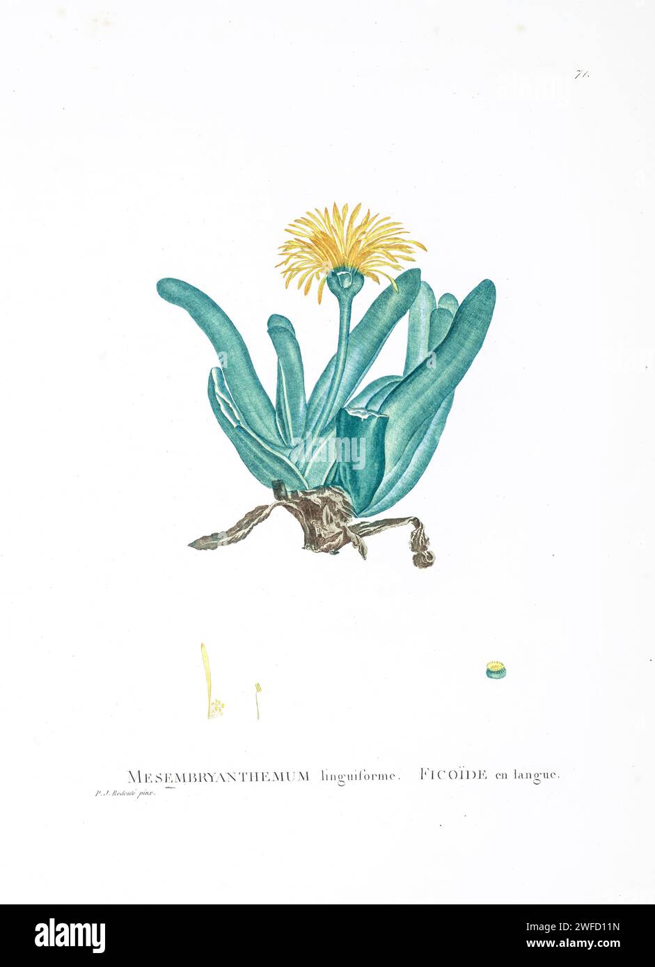Glottiphyllum longum (Haw.) Qui come Mesembryanthemum linguiforme from History of Suculent Plants [plantarum historia succulentarum / Histoire des plantes Grasses] dipinto da Pierre-Joseph Redouté e descritto da Augustin Pyramus de Candolle 1799 Glottiphyllum longum è una specie di piante succulente della famiglia delle Aizoaceae, originaria delle province del Capo occidentale e del Capo orientale, Sudafrica. È la specie di Glottiphyllum più diffusa e la più comune nella coltivazione. Foto Stock