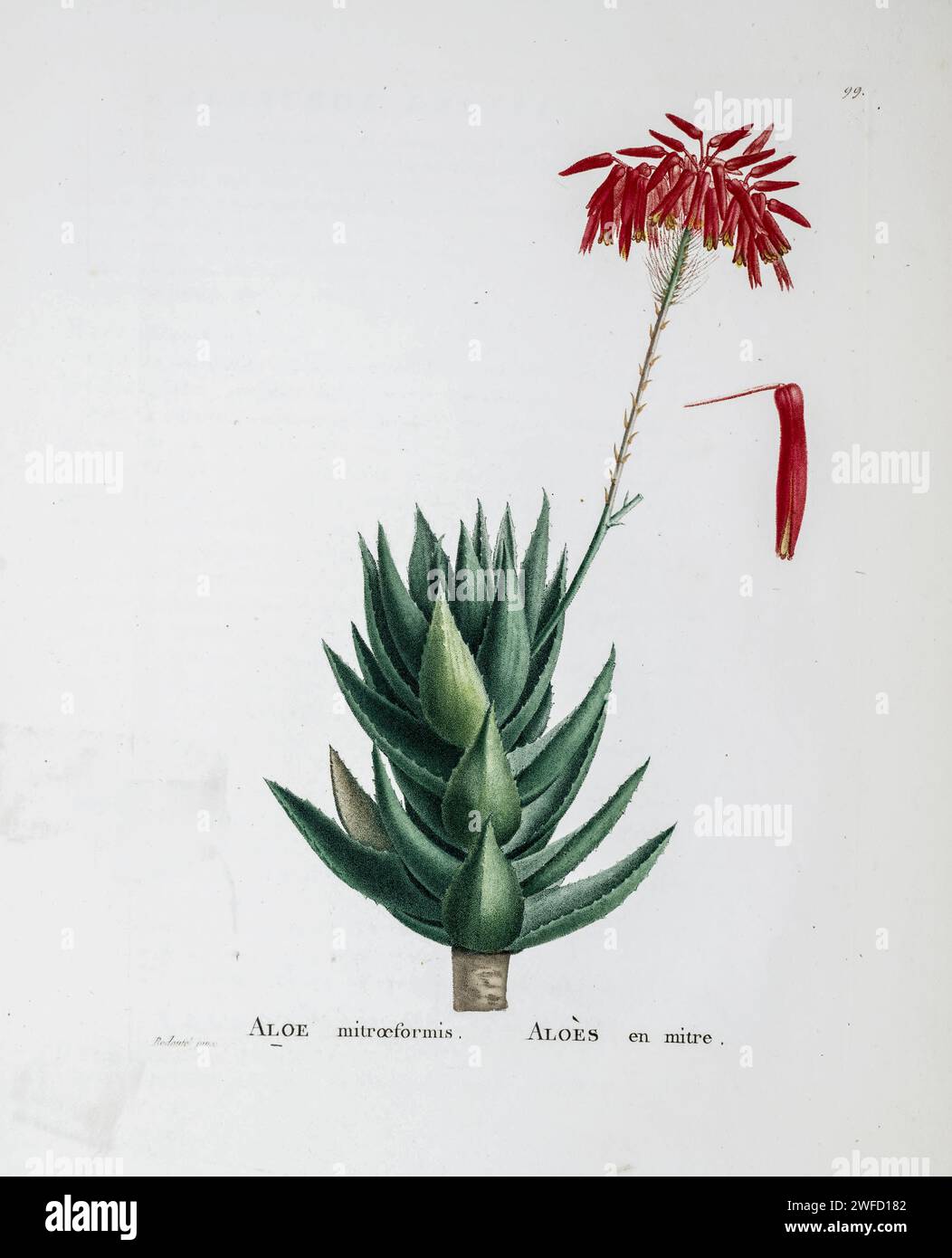 Aloe mitriformis Mill. Qui come Aloe mitraeformis dalla storia delle piante succulente [Plantarum historia succulentarum / Histoire des plantes Grasses] dipinta da Pierre-Joseph Redouté e descritta da Augustin Pyramus de Candolle 1799 l'Aloe perfoliata era precedentemente nota come Aloe mitriformis. L'aspetto fisico di questo aloe varia notevolmente a seconda dell'ambiente, e di conseguenza varie sottopopolazioni sono state spesso scambiate per essere specie separate. Foto Stock