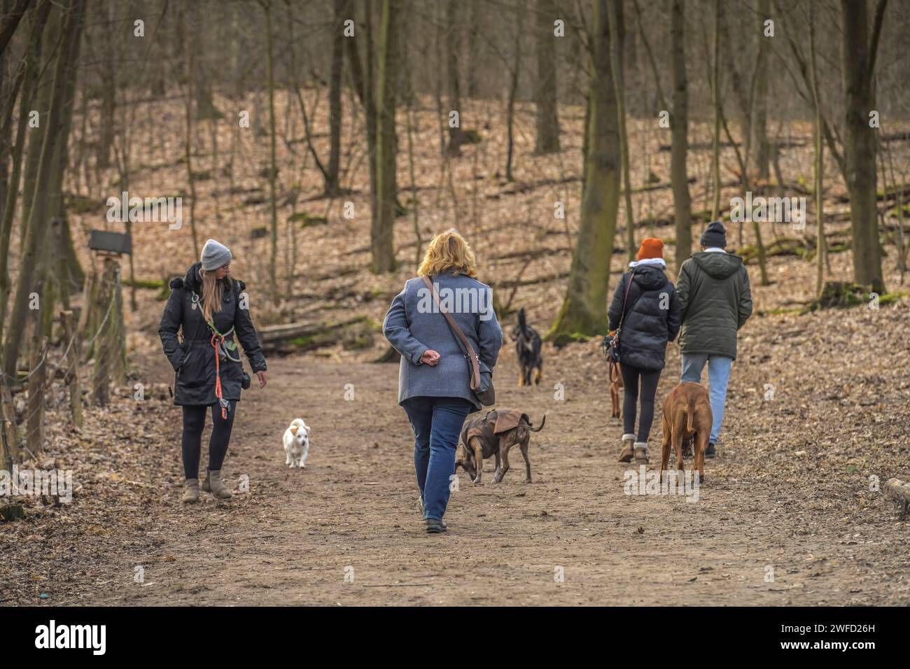 Spaziergänger mit Hunden, Rundweg um den Grunewaldsee, Grunewald, Charlottenburg-Wilmersdorf, Berlino, Deutschland Foto Stock