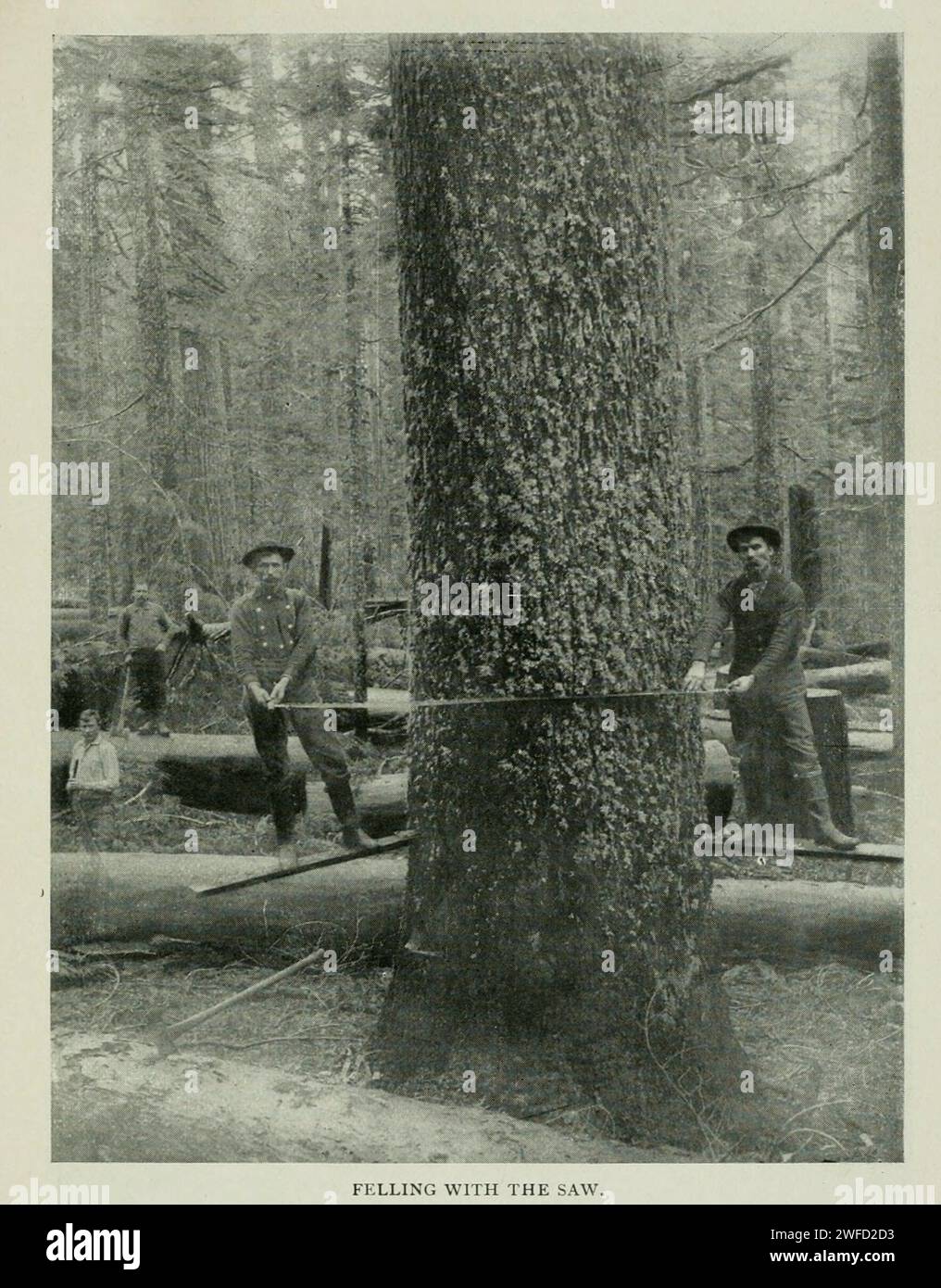 Abbattendo con una sega dall'articolo MODERN LOGGING NEGLI STATI DEL NORD-OVEST. Di Edward K. Bishop. Dalla rivista Engineering Magazine dedicata al progresso industriale volume XI ottobre 1897 The Engineering Magazine Co Foto Stock