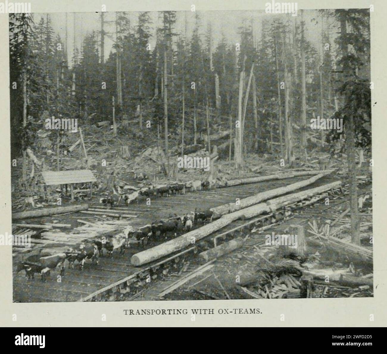 Trasporto con la squadra di buoi dall'articolo MODERN LOGGING NEGLI STATI NORDOCCIDENTALI. Di Edward K. Bishop. Dalla rivista Engineering Magazine dedicata al progresso industriale volume XI ottobre 1897 The Engineering Magazine Co Foto Stock