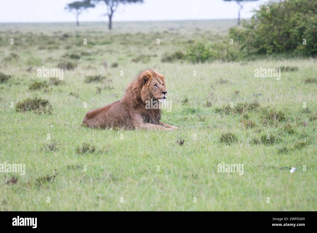 Leone africano (Panthera leo), maschio adulto Foto Stock