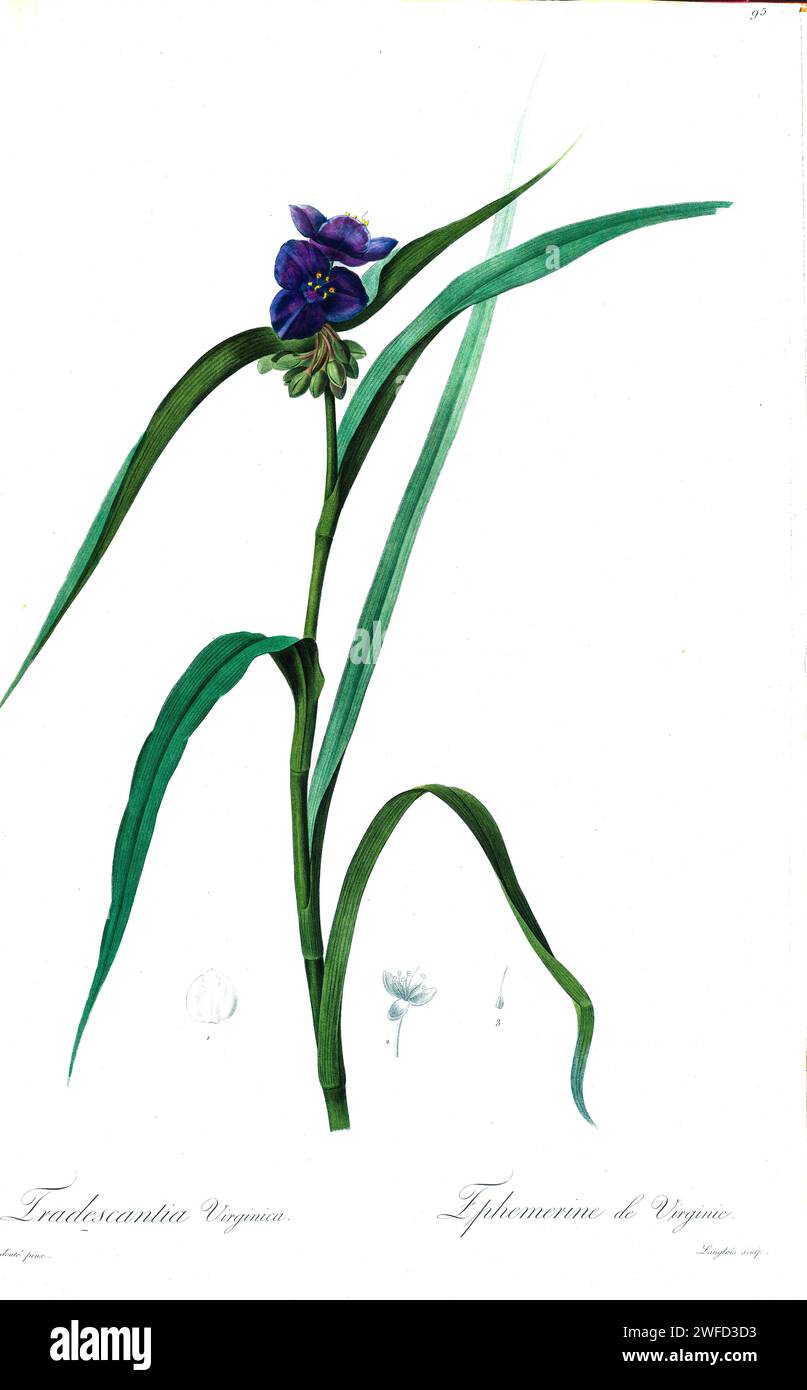 La Tradescantia virginiana (qui come Tradescantia virginica), l'erba ragna della Virginia, è una specie di pianta in fiore della famiglia Commelinaceae. È la specie tipo di Tradescantia, originaria degli Stati Uniti orientali.da Les Liliacées di Pierre-Joseph Redouté un tomo di specie vegetali della famiglia dei gigli e relative alla famiglia dei gigli. Prodotte tra il 1802 e il 1816, le tavole sono tratte dalla vasta collezione di piante dell'imperatrice Giuseppina nei suoi giardini a Malmaison, Foto Stock