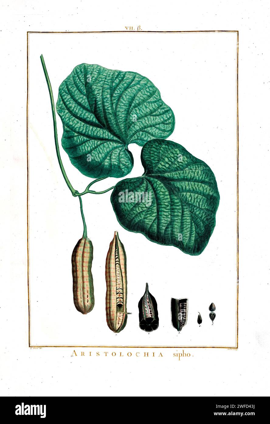 Aristolochia macrophylla, pipa dell'olandese o pipevina, (qui come Aristolochia sipho) è una vite perenne originaria degli Stati Uniti orientali. A. macrophylla appartiene alla famiglia di piante Aristolochiaceae e si trova principalmente lungo le Cumberland Mountains e le Blue Ridge Mountains nella parte orientale degli Stati Uniti, così come Ontario, Canada dipinto a mano da Pierre-Joseph Redouté nel 1784 Foto Stock Aristolochia macrophylla, pipa dell'olandese o pipevina, (qui come Aristolochia sipho) è una vite perenne originaria degli Stati Uniti orientali. A. macrophylla appartiene alla famiglia di piante Aristolochiaceae e si trova principalmente lungo le Cumberland Mountains e le Blue Ridge Mountains nella parte orientale degli Stati Uniti, così come Ontario, Canada dipinto a mano da Pierre-Joseph Redouté nel 1784 Foto Stock