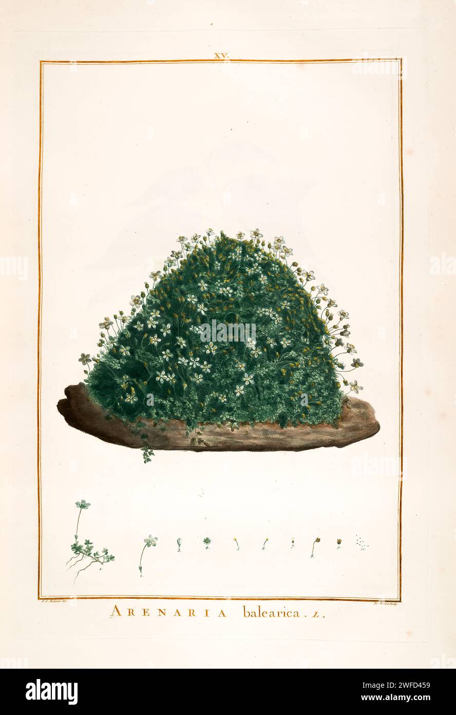 L'arenaria balearica, l'erba arenaria moscata, è una specie di pianta in fiore della famiglia Caryophyllaceae, originaria delle Isole Baleari, della Corsica, della Sardegna e dell'Italia continentale. Fu descritto per la prima volta da Carl Linneo nel 1768. Dipinto a mano da Pierre-Joseph Redouté nel 1784 Foto Stock