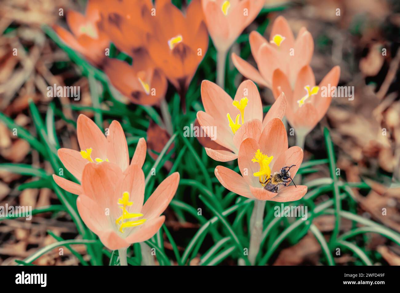 Bellissimo scatto macro di Crocus vernus primaverile Peach Fuzz che fiorisce con polline arancione visibile alla luce del sole all'inizio della primavera. Foto Stock