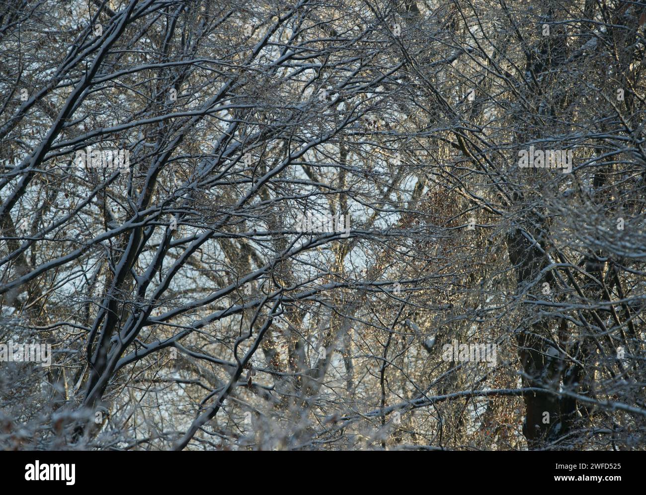 Osserva un groviglio di steli e rami innevati e ramoscelli ghiacciati che brillano nella calda luce del sole serale Foto Stock