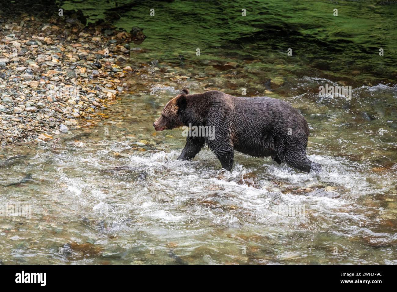 Orso Grizzly (Ursus arctos horribilis) pesca del salmone durante la corsa del salmone a Fish Creek, Tongass National Forest, Alaska, USA. Foto Stock