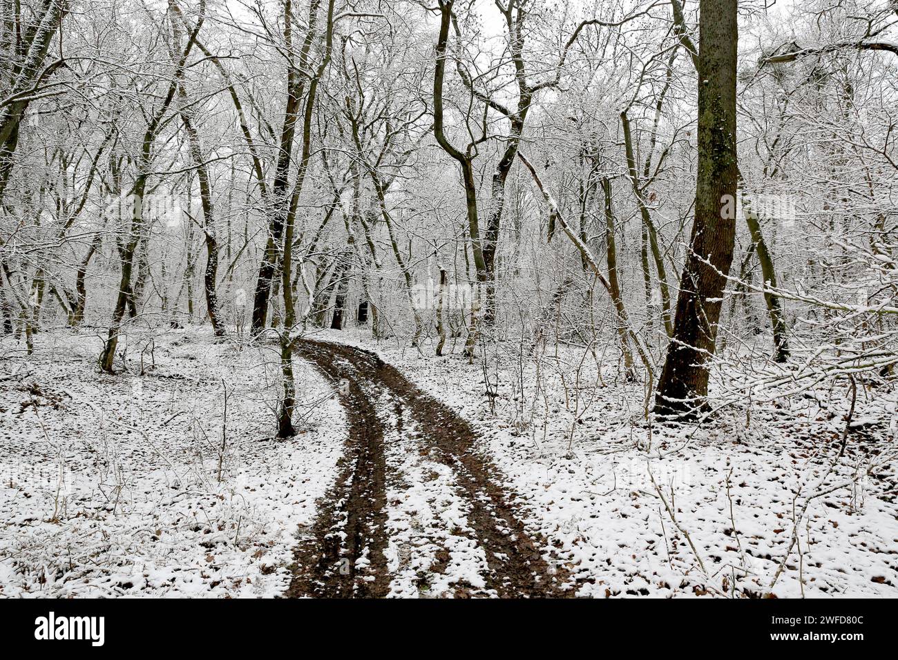 paesaggio invernale con strada sterrata in una foresta profonda Foto Stock