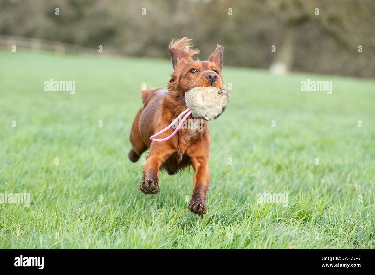 Gundog si allena con il cucciolo Foto Stock