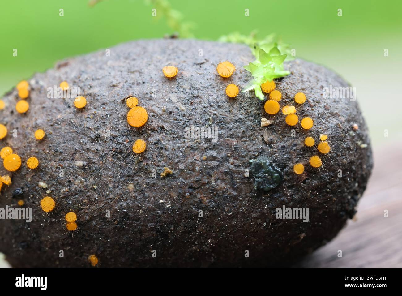 Cheilymenia parvispora, fungo coprifilo che cresce sullo sterco di alci in Finlandia, nessun nome inglese comune Foto Stock