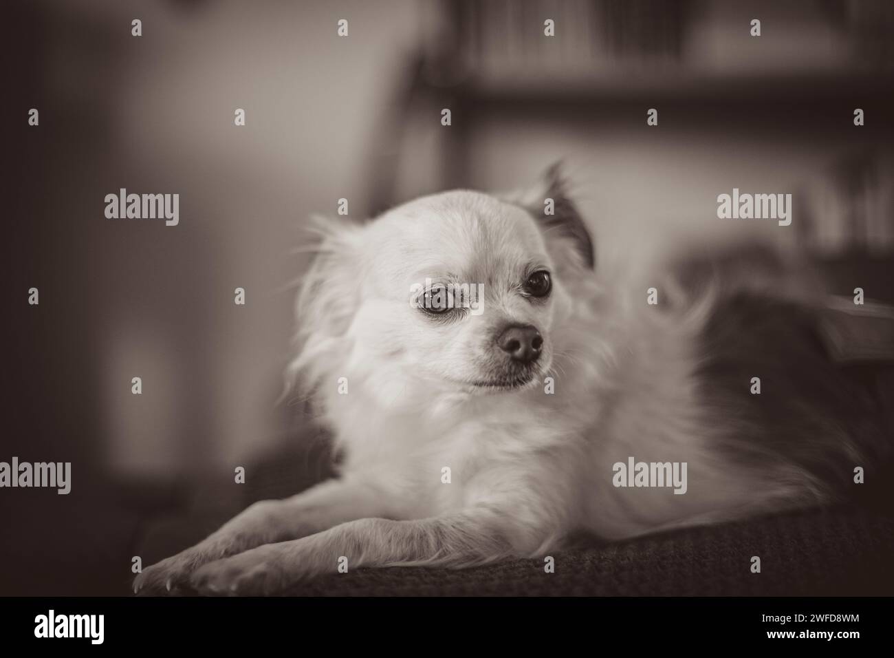 Piccolo cane Foto Stock