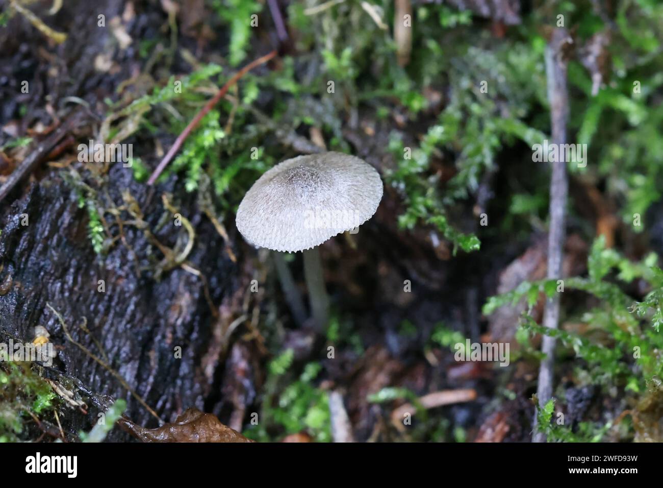 Pluteus hispidus, un fungo da scudo finlandese, senza nome inglese comune Foto Stock