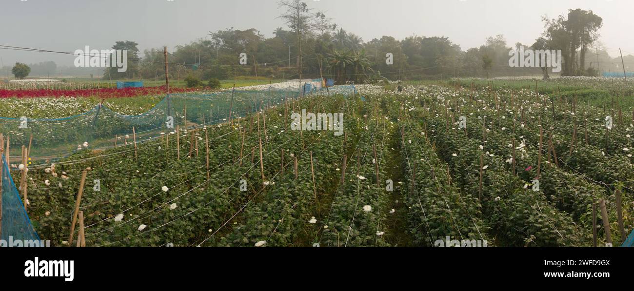 Campo panoramico dei Crisantemi in erba, Chandramalika, Chandramallika, mamme, crisantemi, genere Chrysanthemum, famiglia Asteraceae. Mattina d'inverno. Foto Stock