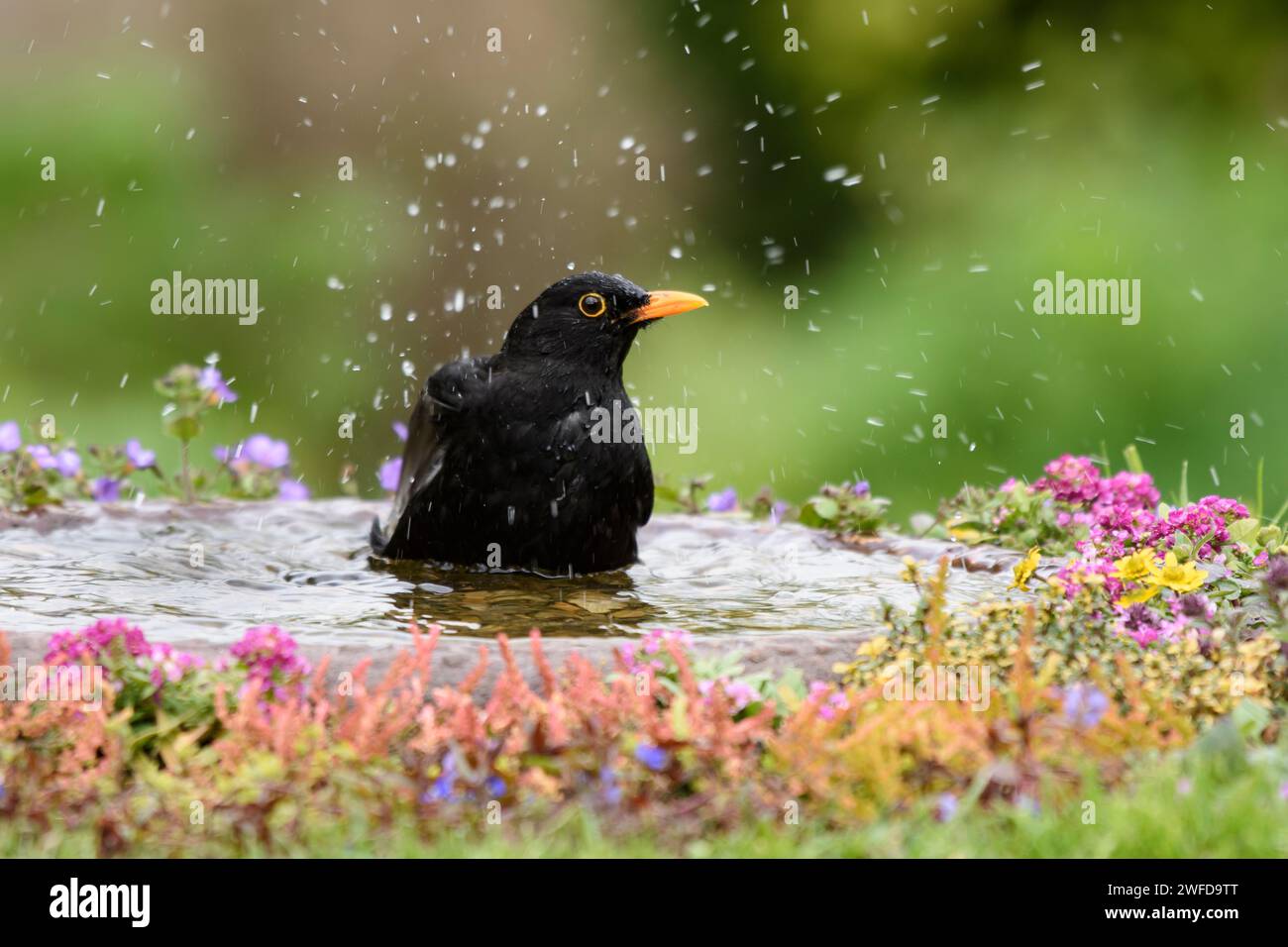 Turdus merula, maschio, baldacchino eurasiatico, bagno di uccelli da giardino con piante in fiore, maggio. Foto Stock