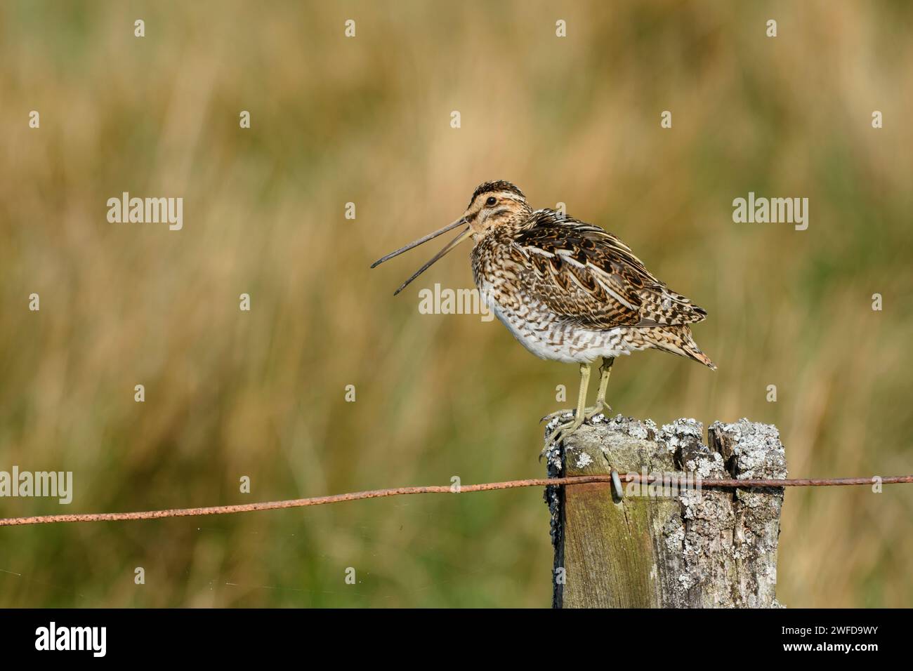 Cecchino comune Gallinago gallinago, chiamata, arroccato su palo di recinzione coperto di licheni nell'habitat di riproduzione montana, maggio. Foto Stock