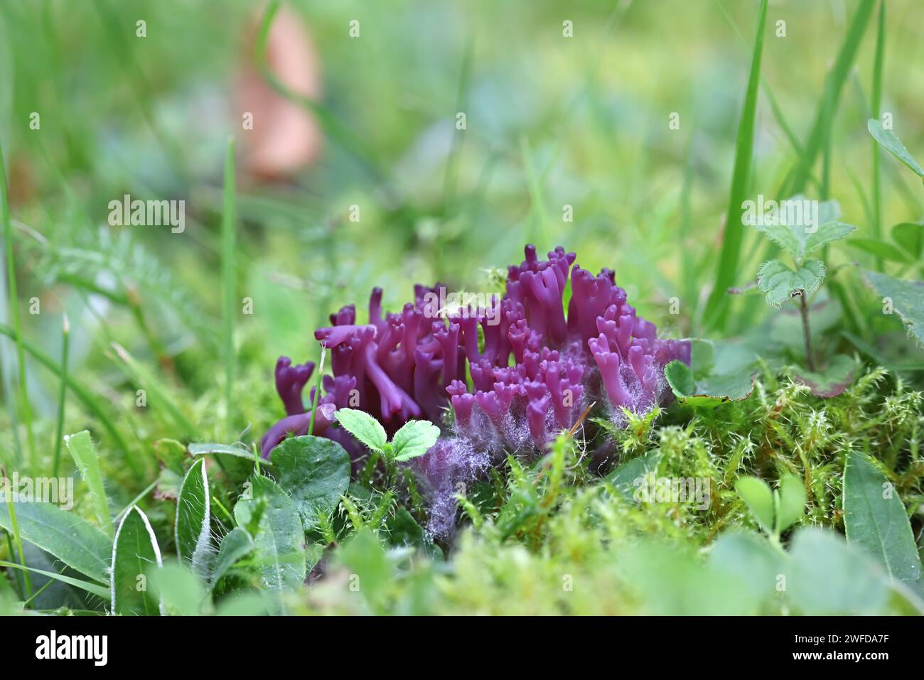 Clavaria zollingeri, chiamata anche Clavaria lavandula, comunemente nota come corallo viola o corallo magenta, fungo selvatico finlandese Foto Stock