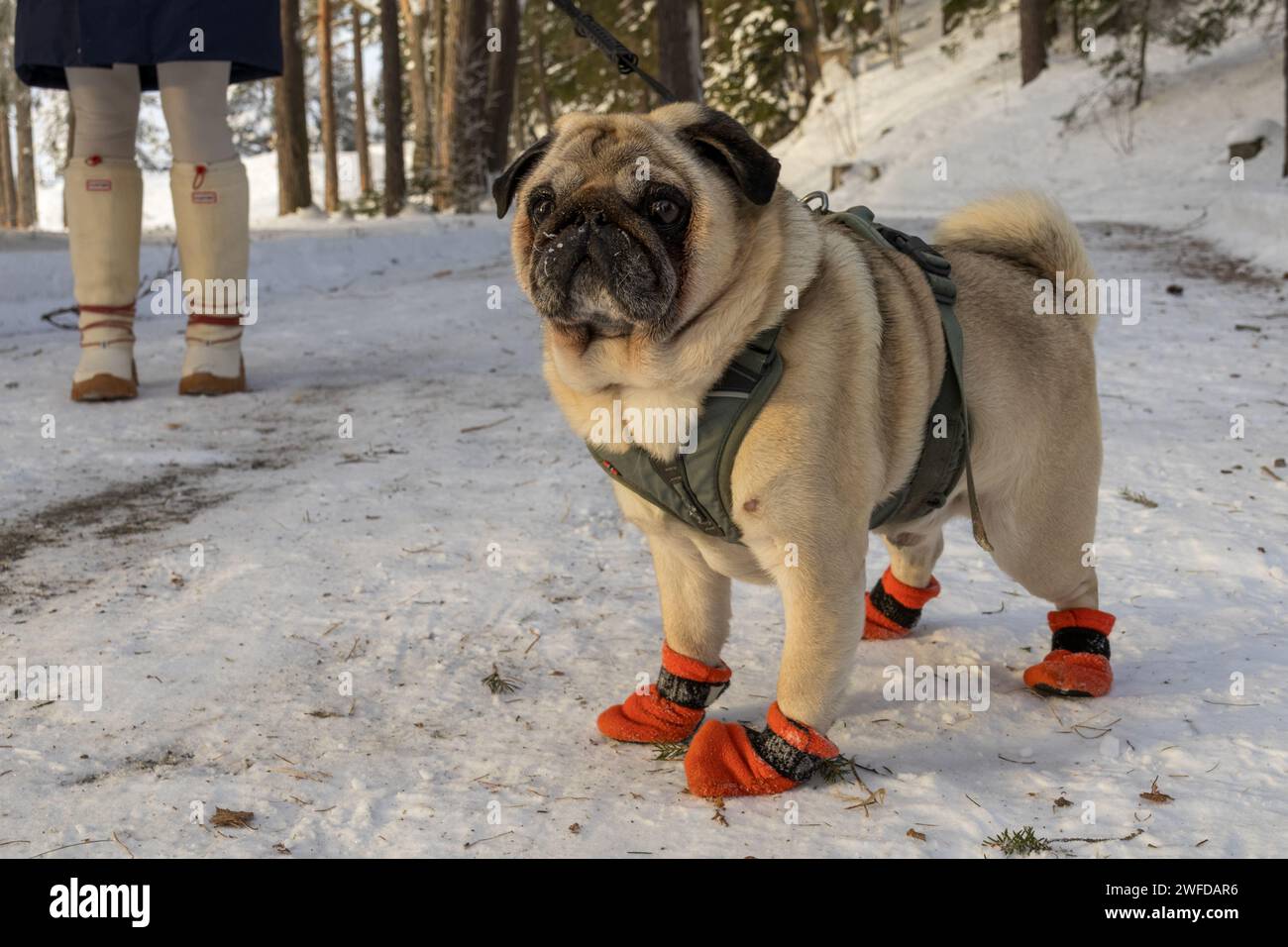 Pug con calzino rosso in una passeggiata invernale Foto Stock
