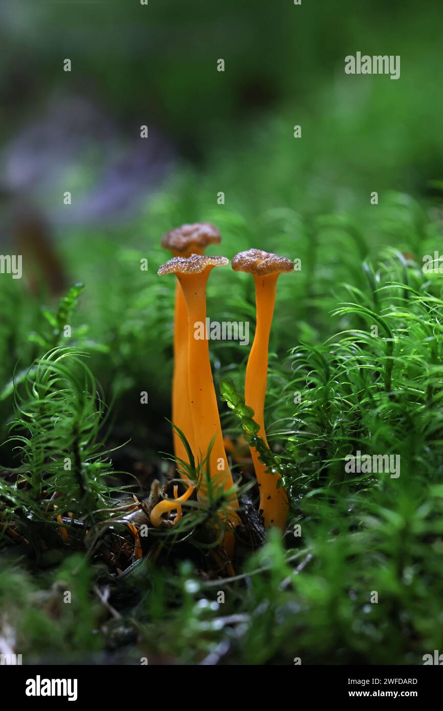 Craterellus lutescens, noto anche come Cantharellus lutescens, comunemente noto come piede giallo o Chanterelle d'oro, funghi selvatici dalla Finlandia Foto Stock