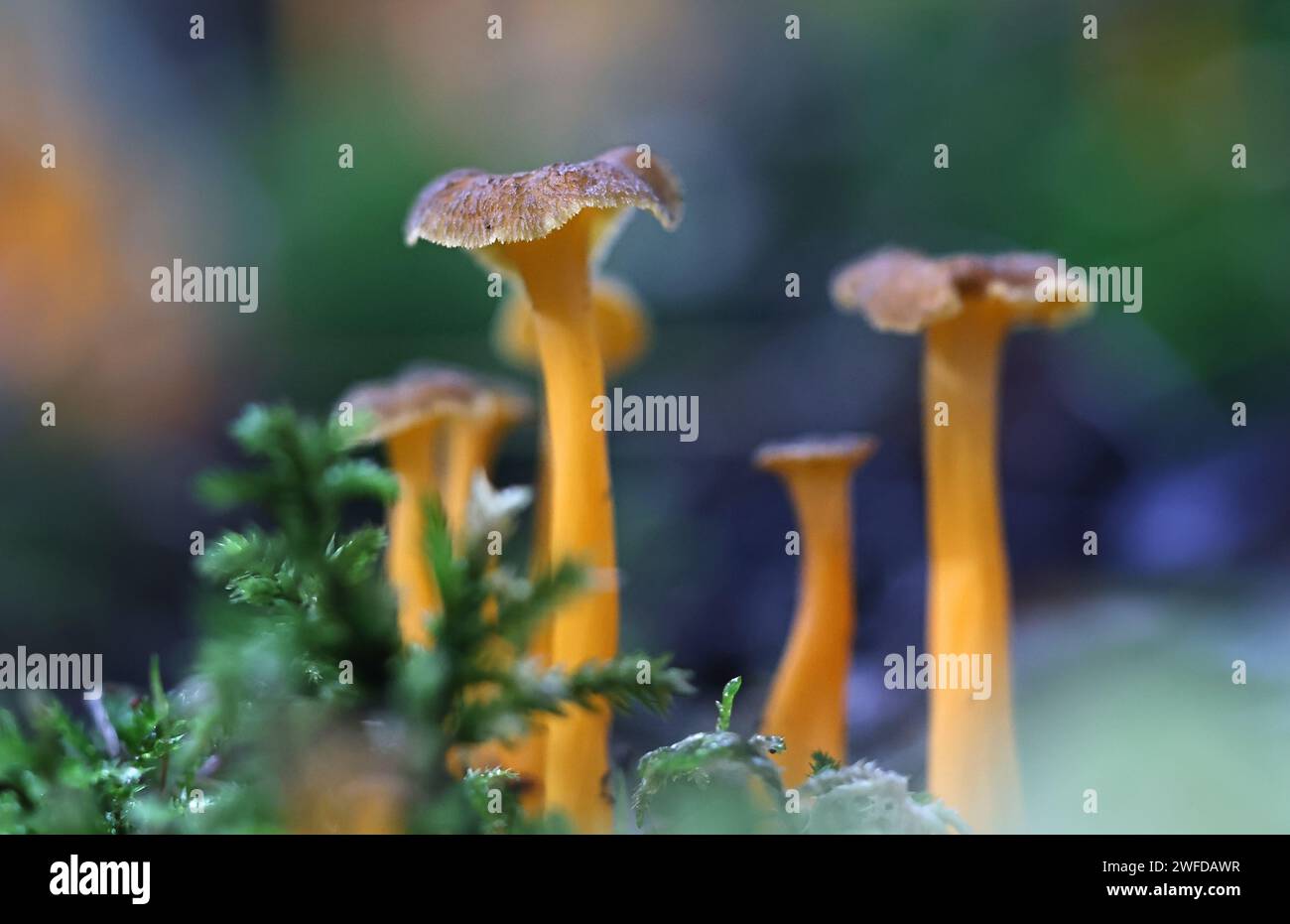 Craterellus lutescens, noto anche come Cantharellus lutescens, comunemente noto come piede giallo o Chanterelle d'oro, funghi selvatici dalla Finlandia Foto Stock