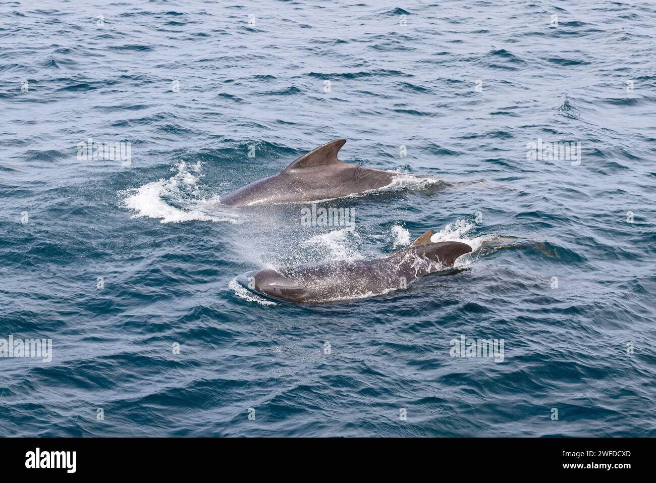 Due balene pilota (Globicephala melas) navigano elegantemente sulla superficie strutturata del Mare di Norvegia, con la dorsale liscia in contrasto con l'intricato Foto Stock