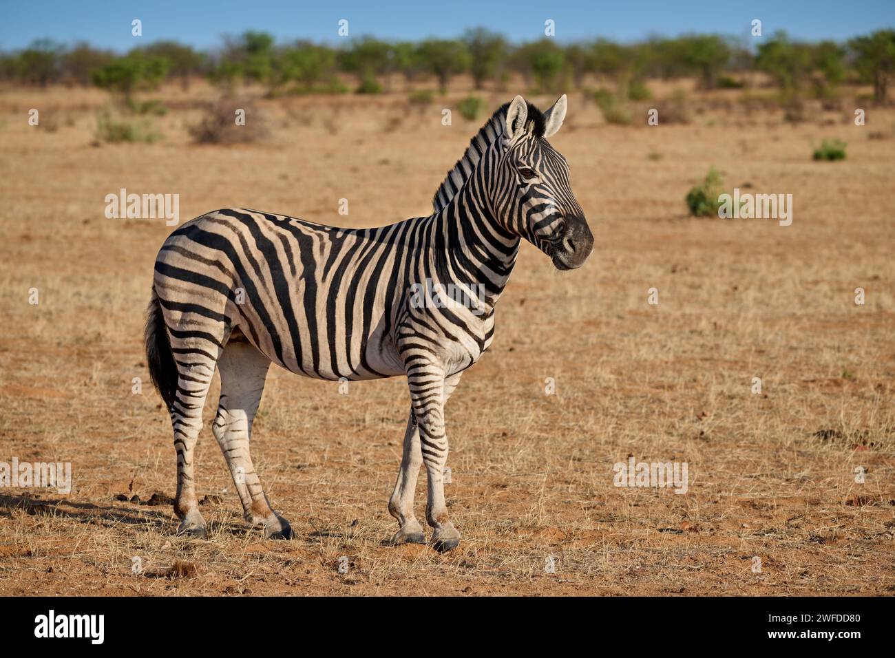 Zebra delle pianure o zebra di Burchell (Equus quagga burchellii), Parco Nazionale di Etosha, Namibia, Africa Foto Stock