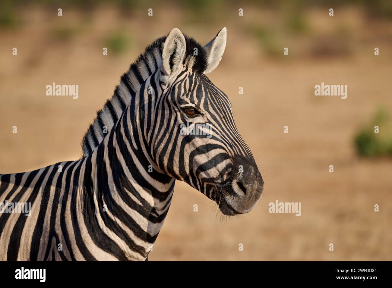 Ritratto di una zebra di pianura o zebra di Burchell (Equus quagga burchellii), Parco Nazionale di Etosha, Namibia, Africa Foto Stock