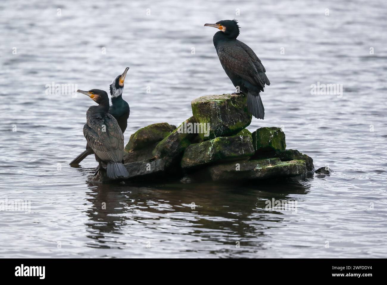 Cormorani sulla roccia Foto Stock