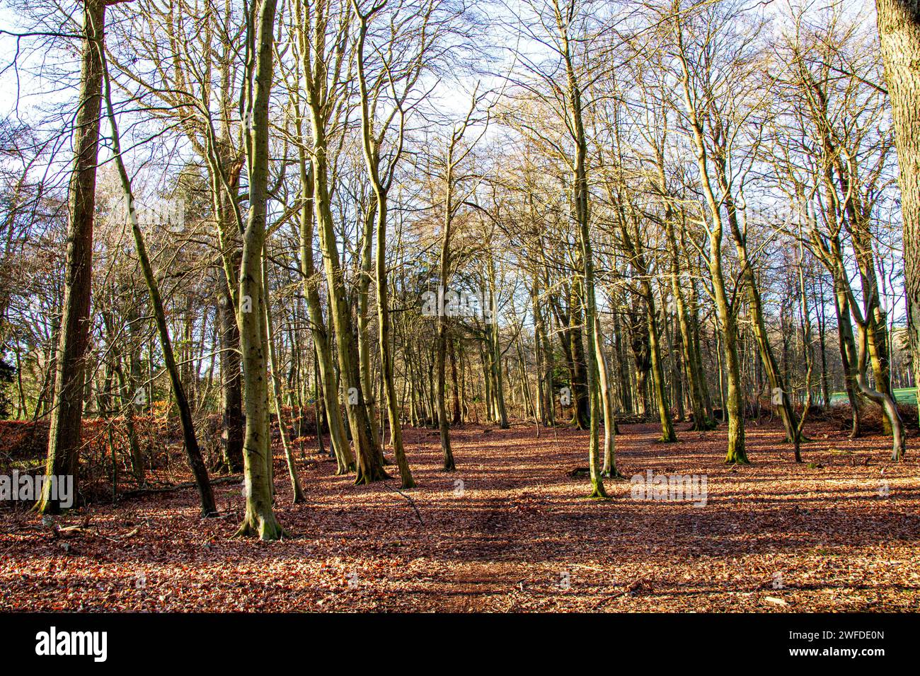 Splendido sole invernale attraverso gli alti alberi di Templeton Woods a Dundee, Scozia Foto Stock