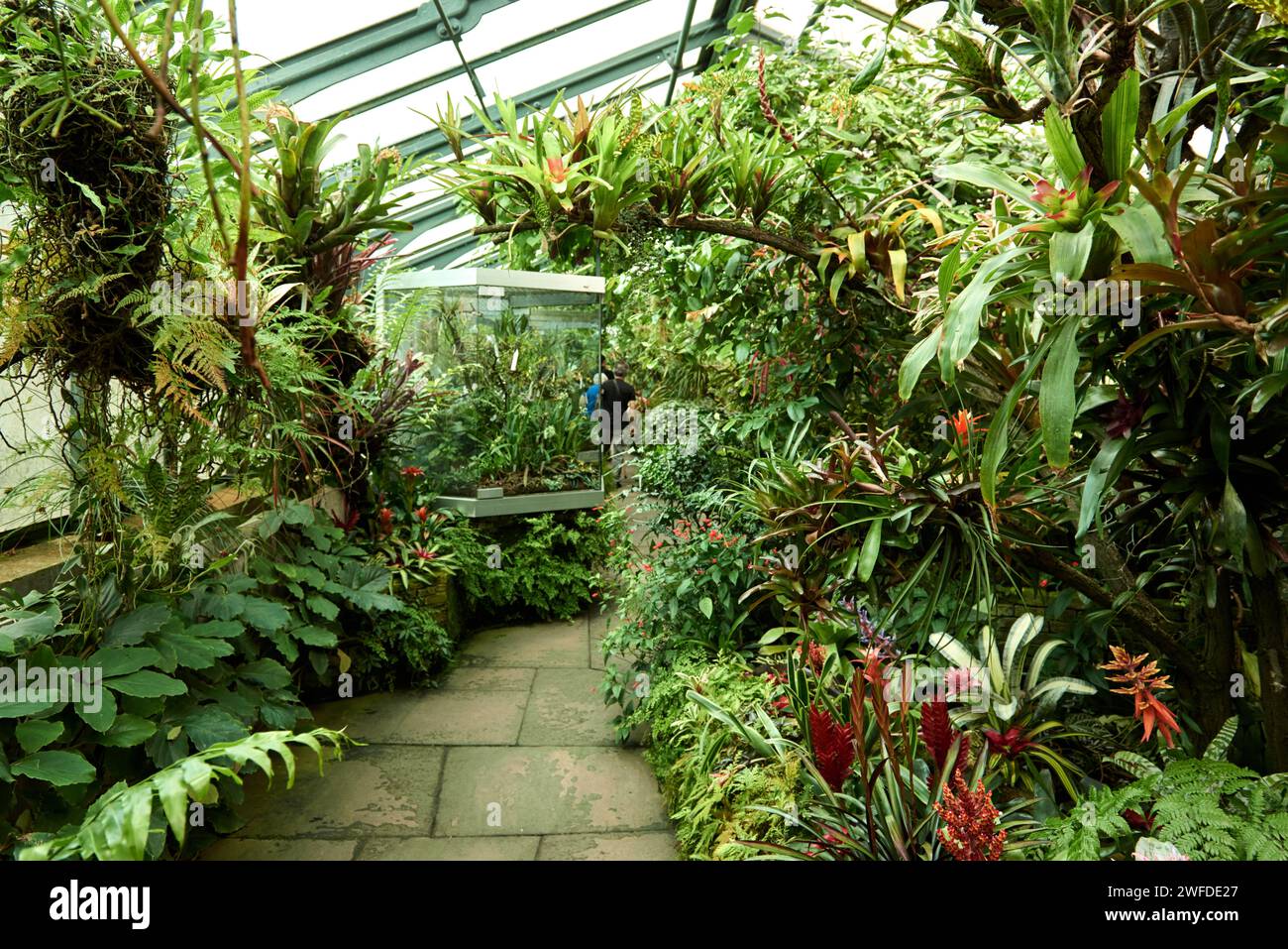 Amazonian Ecosystem Enchantment: Nature's Wonders in the Botanical Greenhouse. Botanic Rainforest Marvel: Esplorando la flora amazzonica nel Foto Stock